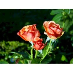 'Fellowship' Rosa X 'Fellowship' (Buketrose) A-Kvalitet,- Barrods Roser Min. 3 Grene -Sirius Butik fi4256 rosa fellowship 8440