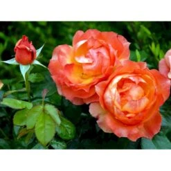 'Fellowship' Rosa X 'Fellowship' (Buketrose) A-Kvalitet,- Barrods Roser Min. 3 Grene -Sirius Butik fi4256 rosa fellowship e20e