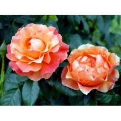 'Fellowship' Rosa X 'Fellowship' (Buketrose) A-Kvalitet,- Barrods Roser Min. 3 Grene -Sirius Butik fi4256 rosa fellowship e934