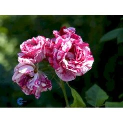 'Ferdinand Pichard' Rosa Remontant 'Ferdinand Pichard' (Remontantrose) A-Kvalitet,- Barrods Roser Min. 3 Grene -Sirius Butik fi4259 rosa ferdinand pichard 67f6