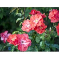 'Feuerwerk'® Rosa X 'Feuerwerk'® (Buskrose) A-Kvalitet,- Barrods Roser Min. 3 Grene -Sirius Butik fi4261 rosa feuerwerk 5488
