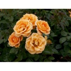 'Flaming Cover'® Rosa X 'Flaming Cover'® (Bunddækkerose) A-Kvalitet,- Barrods Roser Min. 3 Grene -Sirius Butik fi4264 rosa flaming cover r poultc015 n 456a