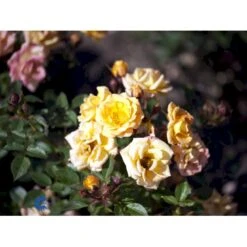'Flaming Cover'® Rosa X 'Flaming Cover'® (Bunddækkerose) A-Kvalitet,- Barrods Roser Min. 3 Grene -Sirius Butik fi4264 rosa flaming cover r poultc015 n f21f