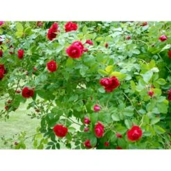 'Flammentanz'® Rosa X 'Flammentanz'® (Slyngrose) A-Kvalitet,- Barrods Roser Min. 3 Grene -Sirius Butik fi4266 rosa flammentanz 0f9e