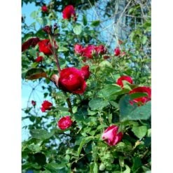 'Flammentanz'® Rosa X 'Flammentanz'® (Slyngrose) A-Kvalitet,- Barrods Roser Min. 3 Grene -Sirius Butik fi4266 rosa flammentanz 83f0