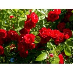 'Flammentanz'® Rosa X 'Flammentanz'® (Slyngrose) A-Kvalitet,- Barrods Roser Min. 3 Grene -Sirius Butik fi4266 rosa flammentanz b37e