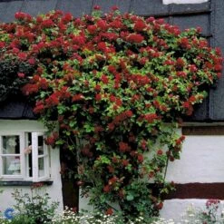 'Flammentanz'® Rosa X 'Flammentanz'® (Slyngrose) A-Kvalitet,- Barrods Roser Min. 3 Grene -Sirius Butik fi4266 rosa flammentanz b90a