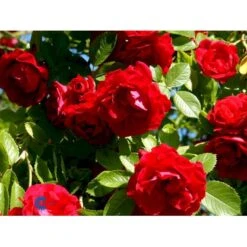 'Flammentanz'® Rosa X 'Flammentanz'® (Slyngrose) A-Kvalitet,- Barrods Roser Min. 3 Grene -Sirius Butik fi4266 rosa flammentanz ca13