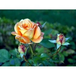 'Flora Danica'™ Rosa X 'Flora Danica'™ (Storblomstrende) A-Kvalitet,- Barrods Roser Min. 3 Grene -Sirius Butik fi4271 rosa flora danica poulrim n b2f6