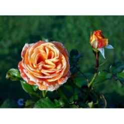 'Flora Danica'™ Rosa X 'Flora Danica'™ (Storblomstrende) A-Kvalitet,- Barrods Roser Min. 3 Grene -Sirius Butik fi4271 rosa flora danica poulrim n c2db