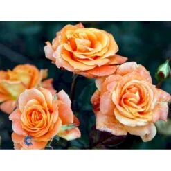 'Flora Danica'™ Rosa X 'Flora Danica'™ (Storblomstrende) A-Kvalitet,- Barrods Roser Min. 3 Grene -Sirius Butik fi4271 rosa flora danica poulrim n ea3a