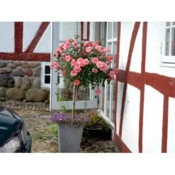 'Fredensborg'™ Rosa X 'Fredensborg'™ (Slotsrose) A-Kvalitet,- Barrods Roser Min. 3 Grene -Sirius Butik fi4286 rosa fredensborg poulmax n 0da3
