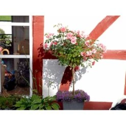 'Fredensborg'™ Rosa X 'Fredensborg'™ (Slotsrose) A-Kvalitet,- Barrods Roser Min. 3 Grene -Sirius Butik fi4286 rosa fredensborg poulmax n 4dee