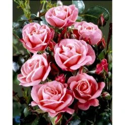 'Fredensborg'™ Rosa X 'Fredensborg'™ (Slotsrose) A-Kvalitet,- Barrods Roser Min. 3 Grene -Sirius Butik fi4286 rosa fredensborg poulmax n 7ed8
