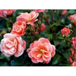 'Fredensborg'™ Rosa X 'Fredensborg'™ (Slotsrose) A-Kvalitet,- Barrods Roser Min. 3 Grene -Sirius Butik fi4286 rosa fredensborg poulmax n aace