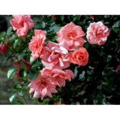 'Fredensborg'™ Rosa X 'Fredensborg'™ (Slotsrose) A-Kvalitet,- Barrods Roser Min. 3 Grene -Sirius Butik fi4286 rosa fredensborg poulmax n ad6f