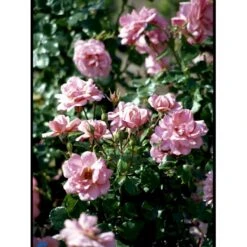 'Frederiksborg'™ Rosa X 'Frederiksborg'™ (Slotsrose) A-Kvalitet,- Barrods Roser Min. 3 Grene -Sirius Butik fi4287 rosa frederiksborg pouldrik n aaba