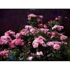 'Frederiksborg'™ Rosa X 'Frederiksborg'™ (Slotsrose) A-Kvalitet,- Barrods Roser Min. 3 Grene -Sirius Butik fi4287 rosa frederiksborg pouldrik n f5cc
