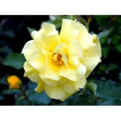 'Friesia'® Rosa X 'Friesia'® (Buketrose) A-Kvalitet,- Barrods Roser Min. 3 Grene -Sirius Butik fi4290 rosa friesia 51fb