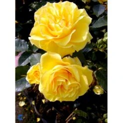 'Friesia'® Rosa X 'Friesia'® (Buketrose) A-Kvalitet,- Barrods Roser Min. 3 Grene -Sirius Butik fi4290 rosa friesia ea4d