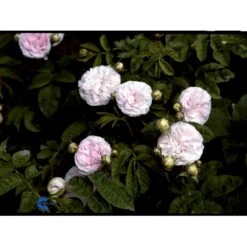 'Félicité Parmentier' Rosa Alba 'Félicité Parmentier' (Albarose) A-Kvalitet,- Barrods Roser Min. 3 Grene -Sirius Butik fi4300 rosa felicite parmentier 1901