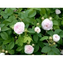 'Félicité Parmentier' Rosa Alba 'Félicité Parmentier' (Albarose) A-Kvalitet,- Barrods Roser Min. 3 Grene -Sirius Butik fi4300 rosa felicite parmentier 45a3