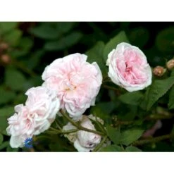 'Félicité Parmentier' Rosa Alba 'Félicité Parmentier' (Albarose) A-Kvalitet,- Barrods Roser Min. 3 Grene -Sirius Butik fi4300 rosa felicite parmentier 7ed5