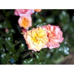 'Gavnø'™ Rosa X 'Gavnø'™ (Storblomstrende) A-Kvalitet,- Barrods Roser Min. 3 Grene -Sirius Butik fi4308 rosa gavnoe poulgav n 87a1