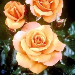 'Gavnø'™ Rosa X 'Gavnø'™ (Storblomstrende) A-Kvalitet,- Barrods Roser Min. 3 Grene -Sirius Butik fi4308 rosa gavnoe poulgav n 9f3c