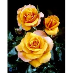 'Gavnø'™ Rosa X 'Gavnø'™ (Storblomstrende) A-Kvalitet,- Barrods Roser Min. 3 Grene -Sirius Butik fi4308 rosa gavnoe poulgav n bfc4