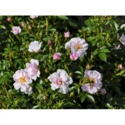 'Gentle Cover'® Rosa X 'Gentle Cover'® (Bunddækkerose) A-Kvalitet,- Barrods Roser Min. 3 Grene -Sirius Butik fi4310 rosa gentle cover poullen n 4d31