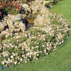 'Gentle Cover'® Rosa X 'Gentle Cover'® (Bunddækkerose) A-Kvalitet,- Barrods Roser Min. 3 Grene -Sirius Butik fi4310 rosa gentle cover poullen n bd85