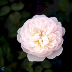 'Gentle Hermione' Rosa X 'Gentle Hermione' (Engelsk Rose) A-Kvalitet,- Barrods Roser Min. 3 Grene -Sirius Butik fi4311 rosa gentle hermione ausrumba 757a