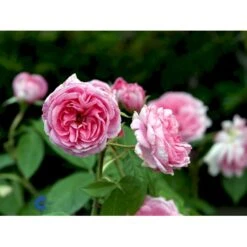 'Gertrude Jekyll' Rosa X 'Gertrude Jekyll' (Engelsk Rose) A-Kvalitet,- Barrods Roser Min. 3 Grene -Sirius Butik fi4316 rosa gertrude jekyll ausboard 0a18
