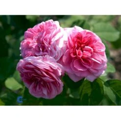 'Gertrude Jekyll' Rosa X 'Gertrude Jekyll' (Engelsk Rose) A-Kvalitet,- Barrods Roser Min. 3 Grene -Sirius Butik fi4316 rosa gertrude jekyll ausboard 5d17