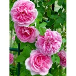 'Gertrude Jekyll' Rosa X 'Gertrude Jekyll' (Engelsk Rose) A-Kvalitet,- Barrods Roser Min. 3 Grene -Sirius Butik fi4316 rosa gertrude jekyll ausboard 913a