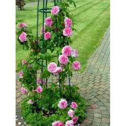 'Gertrude Jekyll' Rosa X 'Gertrude Jekyll' (Engelsk Rose) A-Kvalitet,- Barrods Roser Min. 3 Grene -Sirius Butik fi4316 rosa gertrude jekyll ausboard ef76