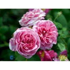 'Gertrude Jekyll' Rosa X 'Gertrude Jekyll' (Engelsk Rose) A-Kvalitet,- Barrods Roser Min. 3 Grene -Sirius Butik fi4316 rosa gertrude jekyll ausboard fde6