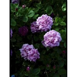 'Geschwinds Nordlandsrose' Rosa X 'Geschwinds Nordlandsrose' (Buskrose) A-Kvalitet,- Barrods Roser Min. 3 Grene -Sirius Butik fi4317 rosa geschwinds nordlandsrose 6ae2