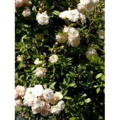 'Ghislaine De Féligonde' Rosa Moschata 'Ghislaine De Féligonde' (Moskusrose) A-Kvalitet,- Barrods Roser Min. 3 Grene 19 'Ghislaine De Féligonde' Rosa Moschata 'Ghislaine De Féligonde' (Moskusrose) A-Kvalitet,- Barrods Roser Min. 3 Grene -Sirius Butik fi4318 rosa ghislaine de feligonde 0a54