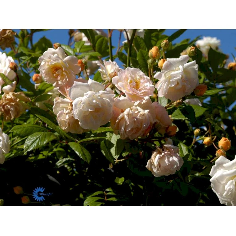 'Ghislaine De Féligonde' Rosa Moschata 'Ghislaine De Féligonde' (Moskusrose) A-Kvalitet,- Barrods Roser Min. 3 Grene 8 'Ghislaine De Féligonde' Rosa Moschata 'Ghislaine De Féligonde' (Moskusrose) A-Kvalitet,- Barrods Roser Min. 3 Grene - Billede 8