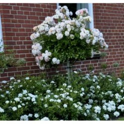 'Ghislaine De Féligonde' Rosa Moschata 'Ghislaine De Féligonde' (Moskusrose) A-Kvalitet,- Barrods Roser Min. 3 Grene 16 'Ghislaine De Féligonde' Rosa Moschata 'Ghislaine De Féligonde' (Moskusrose) A-Kvalitet,- Barrods Roser Min. 3 Grene -Sirius Butik fi4318 rosa ghislaine de feligonde 453b