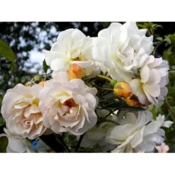 'Ghislaine De Féligonde' Rosa Moschata 'Ghislaine De Féligonde' (Moskusrose) A-Kvalitet,- Barrods Roser Min. 3 Grene 21 'Ghislaine De Féligonde' Rosa Moschata 'Ghislaine De Féligonde' (Moskusrose) A-Kvalitet,- Barrods Roser Min. 3 Grene -Sirius Butik fi4318 rosa ghislaine de feligonde 5d36