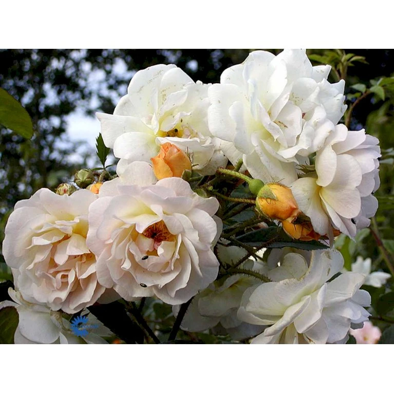 'Ghislaine De Féligonde' Rosa Moschata 'Ghislaine De Féligonde' (Moskusrose) A-Kvalitet,- Barrods Roser Min. 3 Grene 11 'Ghislaine De Féligonde' Rosa Moschata 'Ghislaine De Féligonde' (Moskusrose) A-Kvalitet,- Barrods Roser Min. 3 Grene - Billede 11