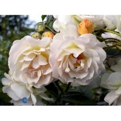 'Ghislaine De Féligonde' Rosa Moschata 'Ghislaine De Féligonde' (Moskusrose) A-Kvalitet,- Barrods Roser Min. 3 Grene 20 'Ghislaine De Féligonde' Rosa Moschata 'Ghislaine De Féligonde' (Moskusrose) A-Kvalitet,- Barrods Roser Min. 3 Grene -Sirius Butik fi4318 rosa ghislaine de feligonde a596