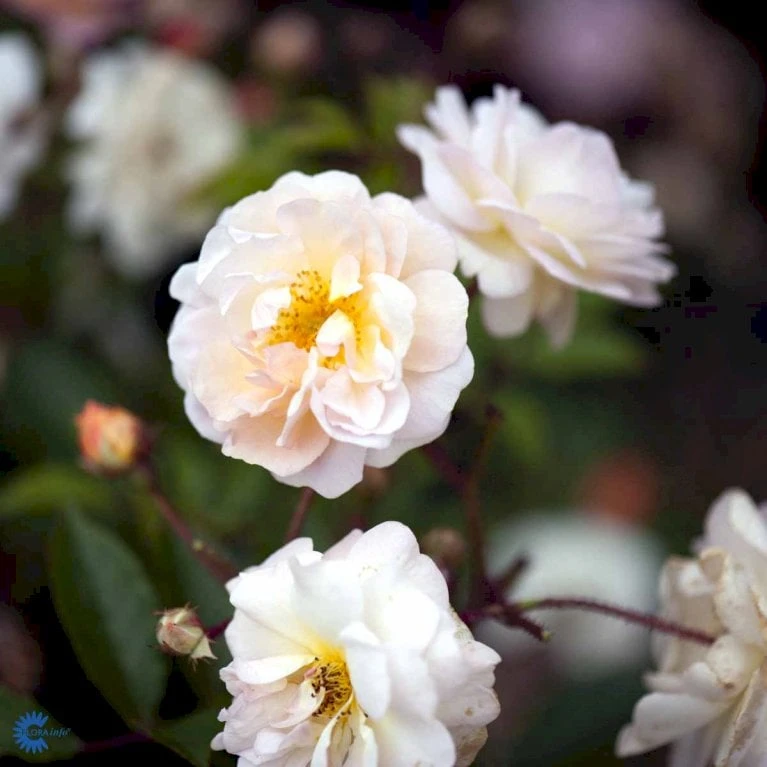 'Ghislaine De Féligonde' Rosa Moschata 'Ghislaine De Féligonde' (Moskusrose) A-Kvalitet,- Barrods Roser Min. 3 Grene 7 'Ghislaine De Féligonde' Rosa Moschata 'Ghislaine De Féligonde' (Moskusrose) A-Kvalitet,- Barrods Roser Min. 3 Grene - Billede 7