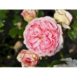'Giardina'® Rosa X 'Giardina'® (Slyngrose) A-Kvalitet,- Barrods Roser Min. 3 Grene -Sirius Butik fi4320 rosa giardina e55b