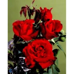 'Gisselfeld' Rosa X 'Gisselfeld' (Storblomstrende) A-Kvalitet,- Barrods Roser Min. 3 Grene -Sirius Butik fi4322 rosa gisselfeld n 1f91