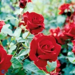 'Gisselfeld' Rosa X 'Gisselfeld' (Storblomstrende) A-Kvalitet,- Barrods Roser Min. 3 Grene -Sirius Butik fi4322 rosa gisselfeld n 562a