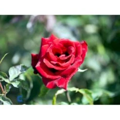 'Gisselfeld' Rosa X 'Gisselfeld' (Storblomstrende) A-Kvalitet,- Barrods Roser Min. 3 Grene -Sirius Butik fi4322 rosa gisselfeld n b9e5